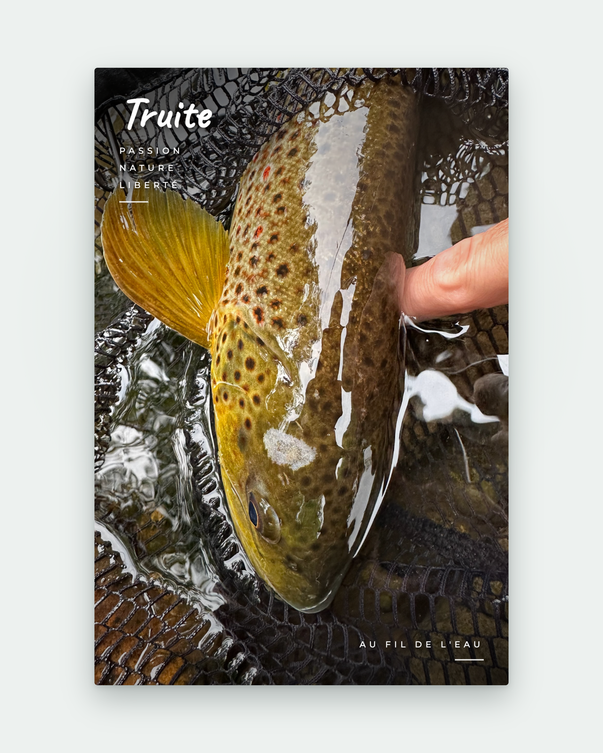 Carte postale de prise — une truite en pleine page, recto photo
