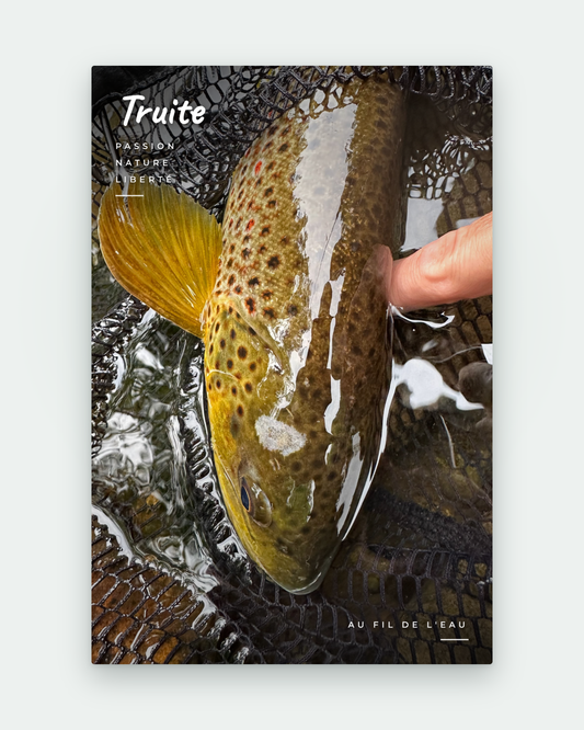 Carte postale de prise — une truite en pleine page, recto photo