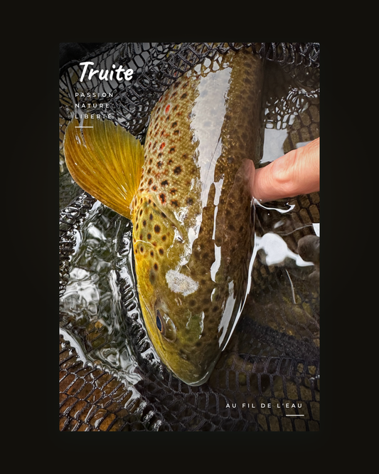 La carte postale du Trophée, photo retouchée et poisson détouré